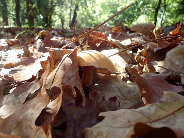 Close-up di foglie secche sul campo