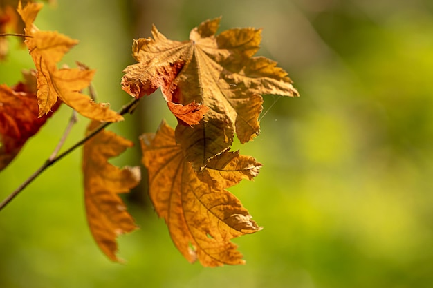 Close-up di foglie secche sulla pianta durante l'autunno