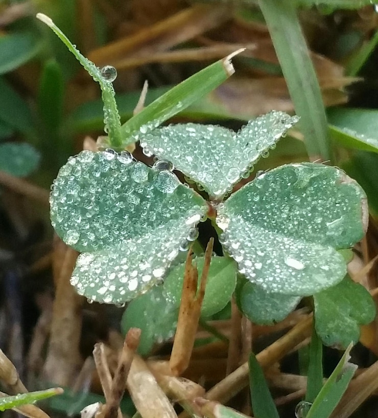 Foto close-up di foglie umide di piante
