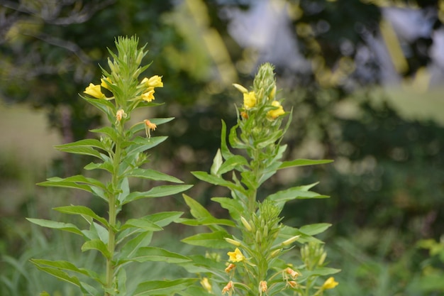 Close-up di foglie verdi fresche sul campo