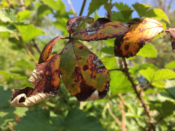Foto close-up di foglie verdi fresche sulla pianta