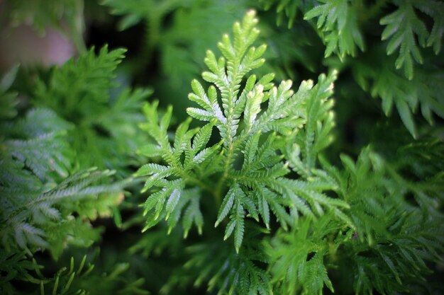 Close-up di foglie verdi fresche