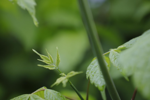 Close-up di foglie verdi fresche