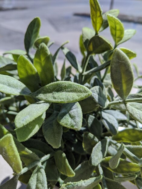 Close-up di foglie verdi fresche