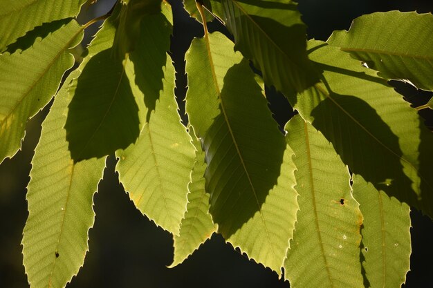 Close-up di foglie verdi fresche