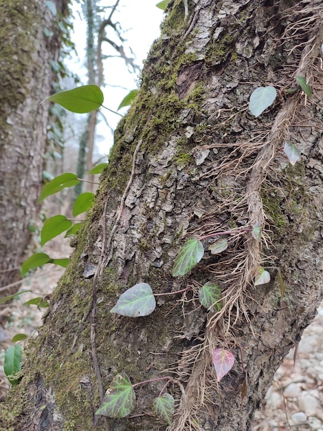 Close up di foglie verdi sulla corteccia di albero nella foresta, Thailandia.