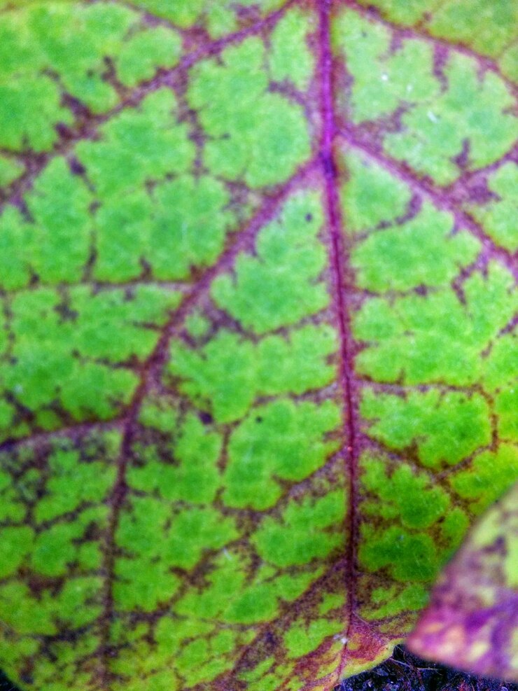 Foto close-up di foglie verdi