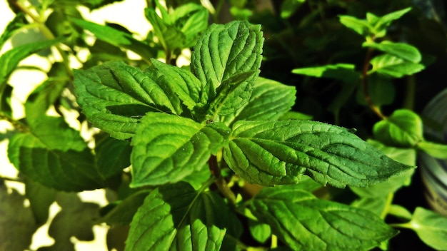 Close-up di foglie verdi