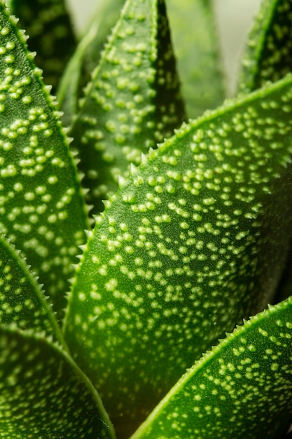 Close-up di foglie verdi