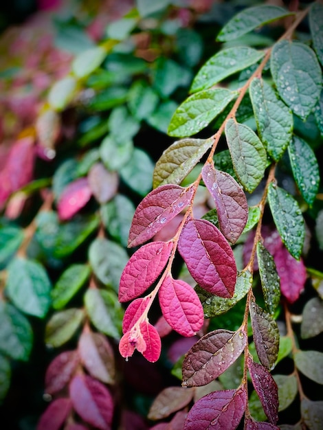 Close-up di foglie