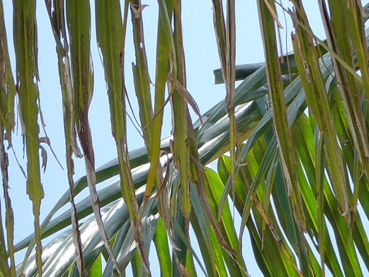 Foto close-up di foglie