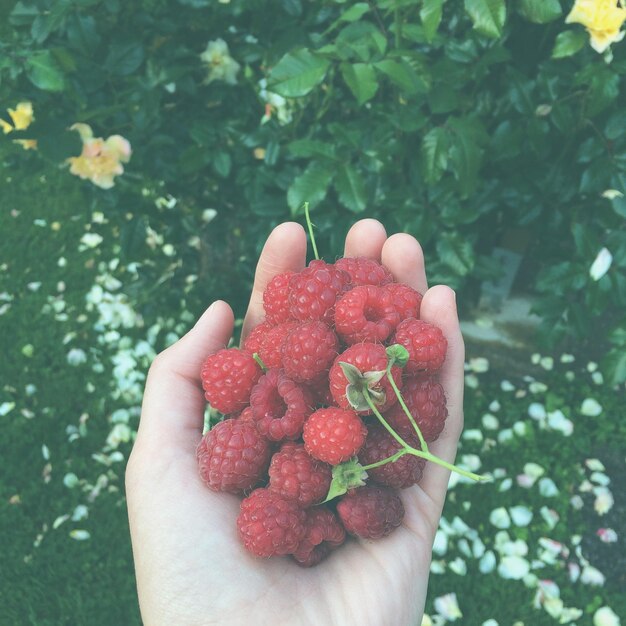 Close-up di fragole in mano