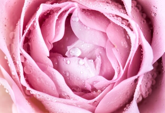 Close-up di fresco rosa rosa fiore