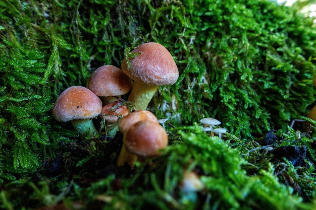 Close-up di funghi che crescono sul campo