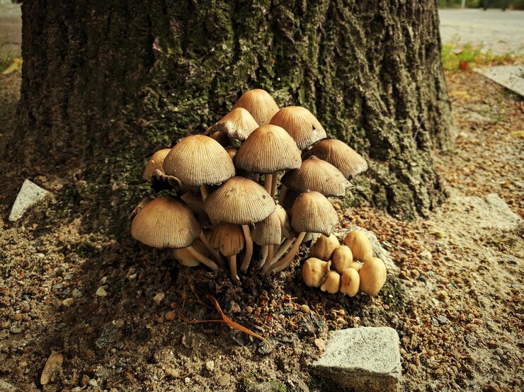 Foto close-up di funghi che crescono sul tronco dell'albero