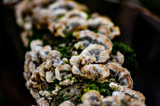 Close-up di funghi che crescono sulla pianta