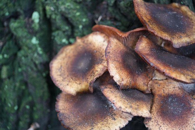 Close-up di funghi che crescono sulla terraferma