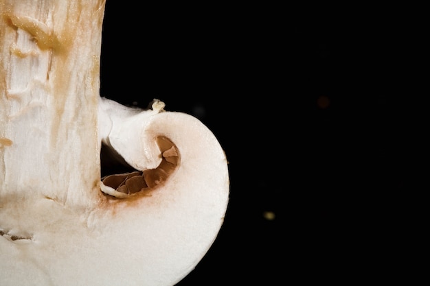 Close-up di funghi freschi sdraiato su sfondo nero