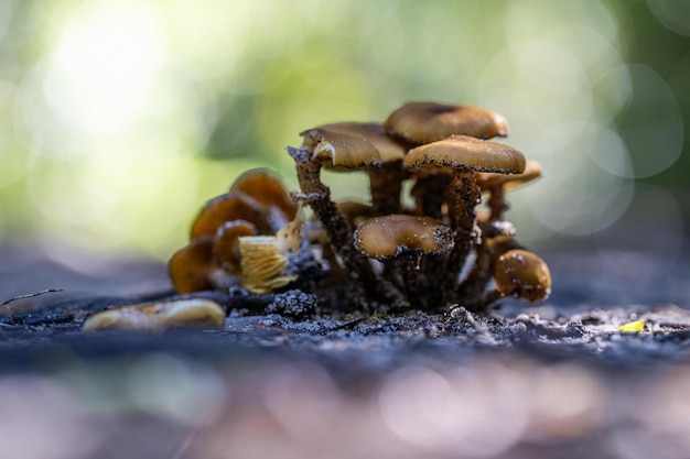 Close up di funghi nella boscaglia in Tasmania Australia