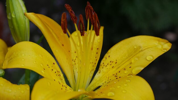 Close-up di giglio giallo in fiore all'aperto.