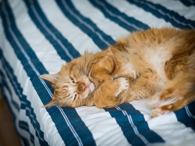 Close-up di Ginger Maine Coon che si rilassa a letto