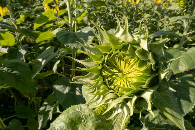 Close up di girasoli in campo