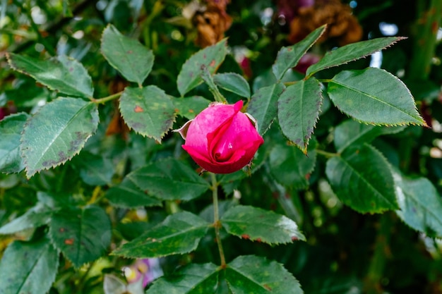 Close-up di gocce d'acqua su una rosa rosa in fiore all'aperto