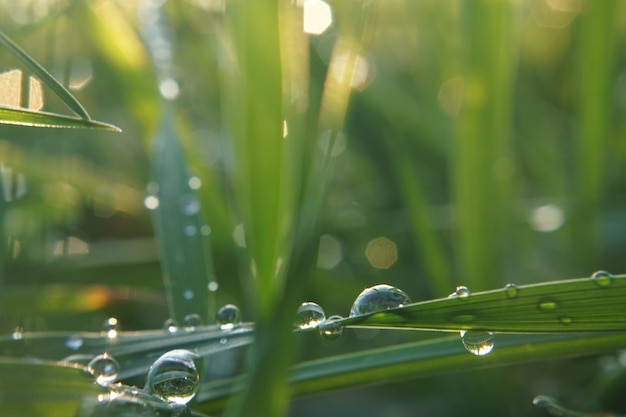 Close-up di gocce d'acqua sull'erba