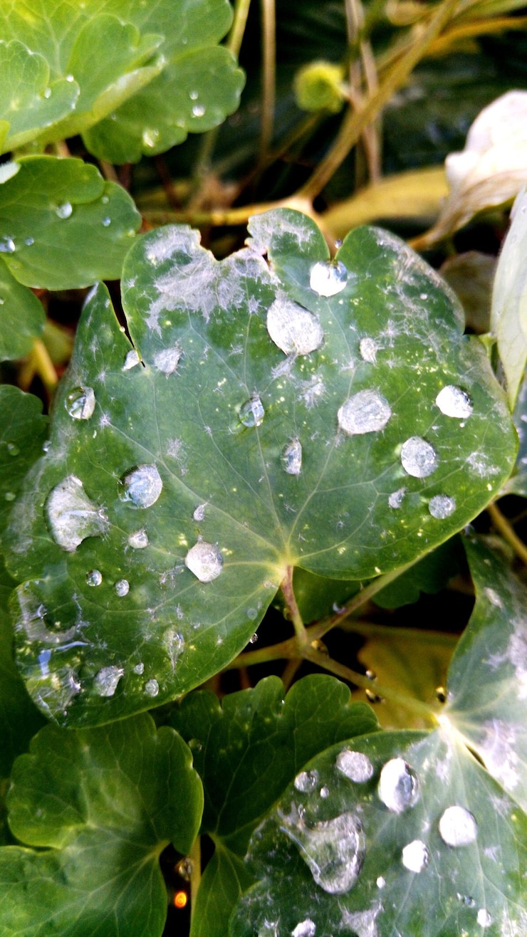 Foto close-up di gocce d'acqua sulle foglie