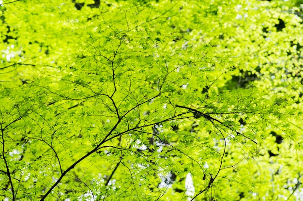 Close-up di gocce d'acqua sulle foglie