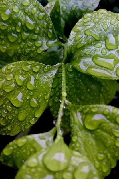 Close-up di gocce d'acqua sulle foglie