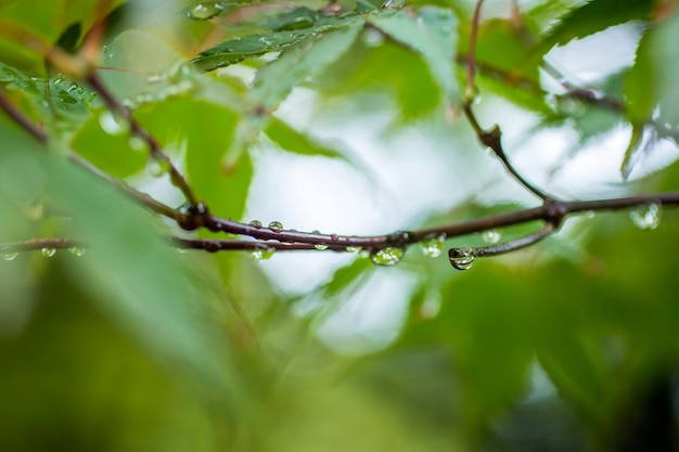 Close-up di gocce d'acqua sulle foglie