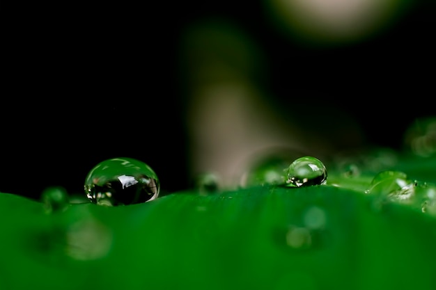 Close-up di goccia d'acqua su foglia verde