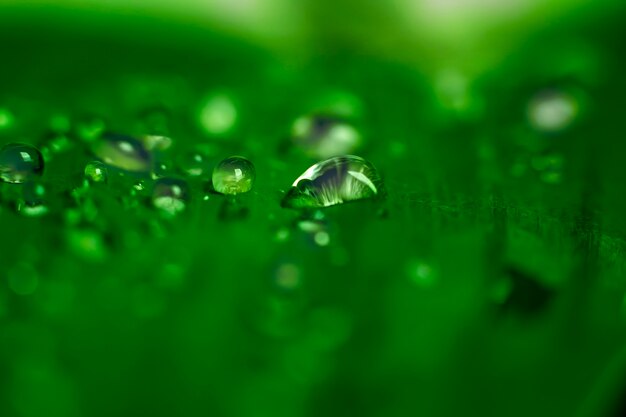 Close-up di goccia d'acqua su foglia verde