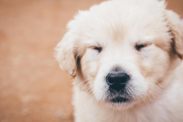 Close-up di golden retriever con gli occhi chiusi