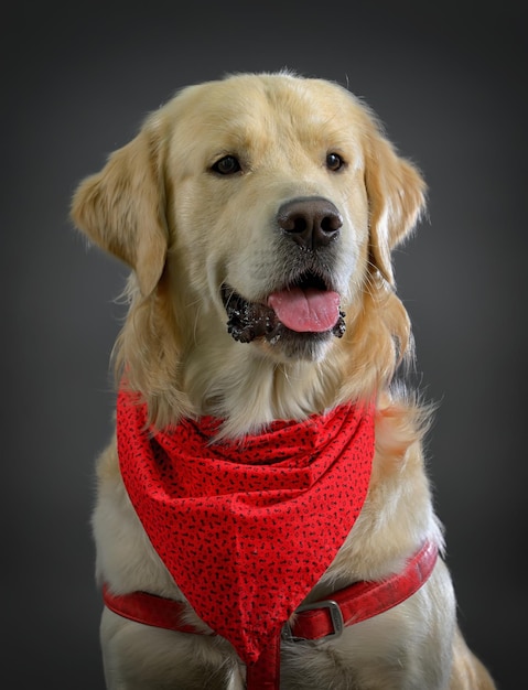 Close-up di golden retriever su sfondo nero