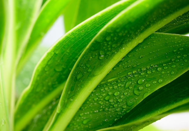 Close-up di grandi foglie con gocce d'acqua