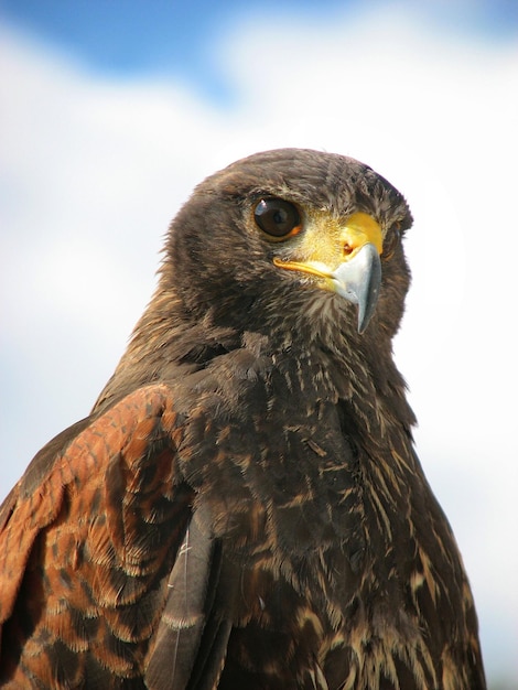 Close-up di Harris Hawk contro il cielo