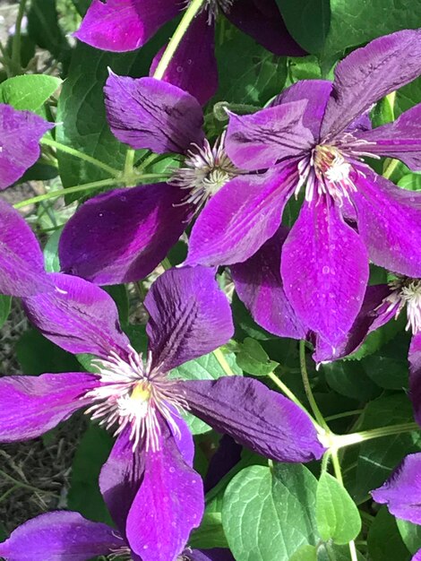 Close-up di iris viola in fiore all'aperto