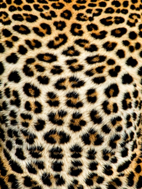 Close up di leopardi Panthera pardus pelliccia