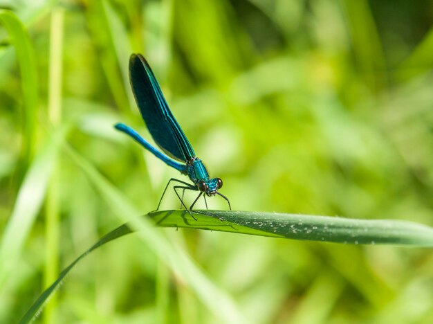 close-up di libellula