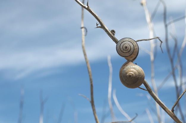 Close-up di lumache sul gambo