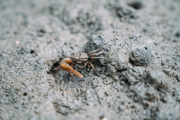 Close-Up Di Mangrove Crab Sul Campo Fangoso