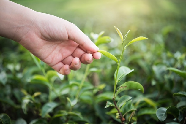 Close-up di mani che toccano le foglie di tè in una fattoria