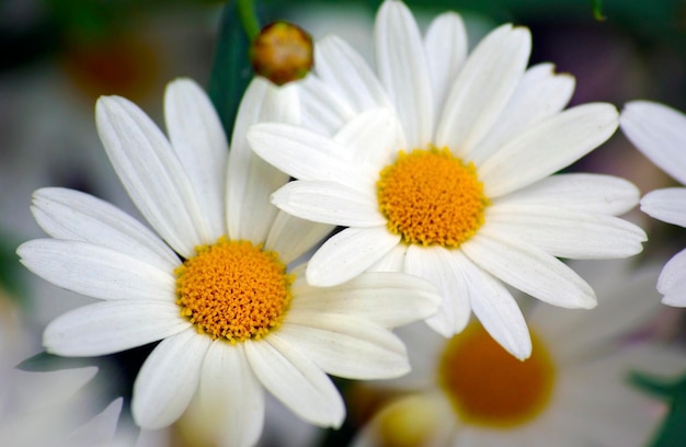 Close-up di margherite in fiore sul campo