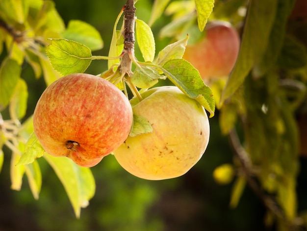 Close-up di mele mature su un ramo.