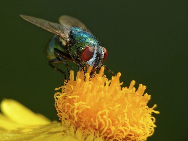 Close-up di mosca bottiglia verde su fiore giallo