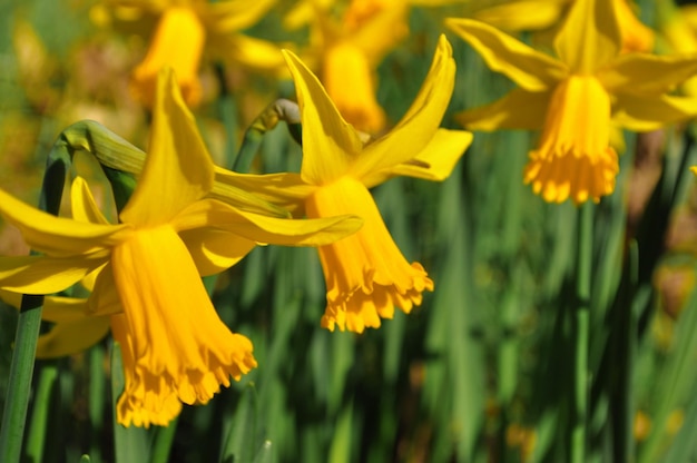 Close-up di narcisi in fiore all'aperto