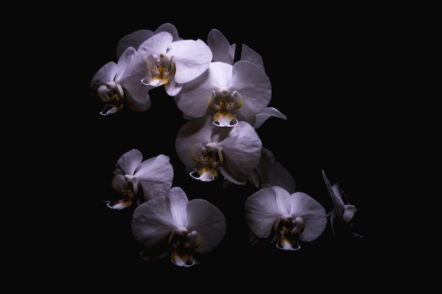 Close-up di orchidee bianche su sfondo nero