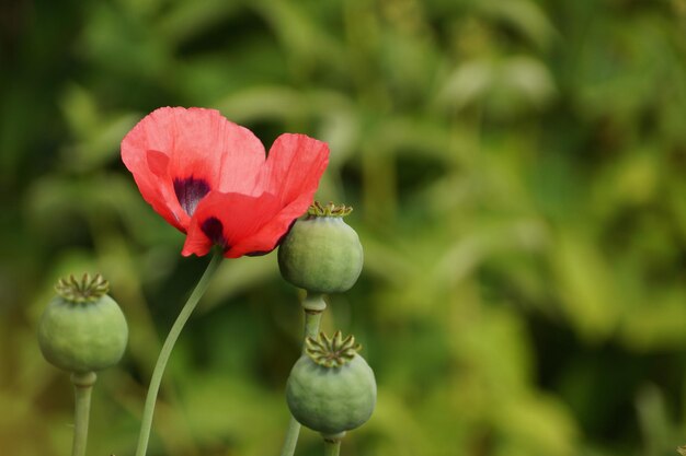 Close-up di papavero rosso in fiore all'aperto